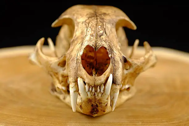 Photo of asian goldden cat  or Temminck's cat skull and canine