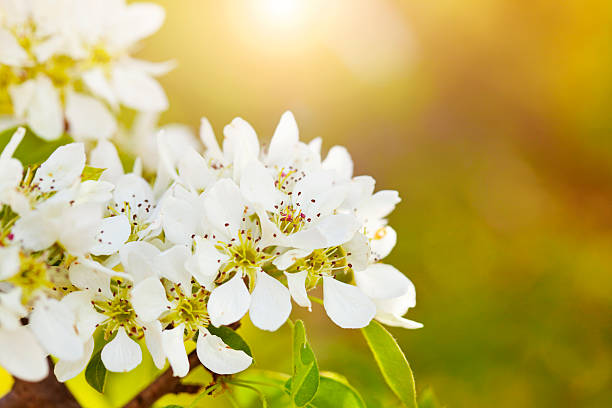 花と発展 - clear sky flower part flower macro ストックフォトと画像