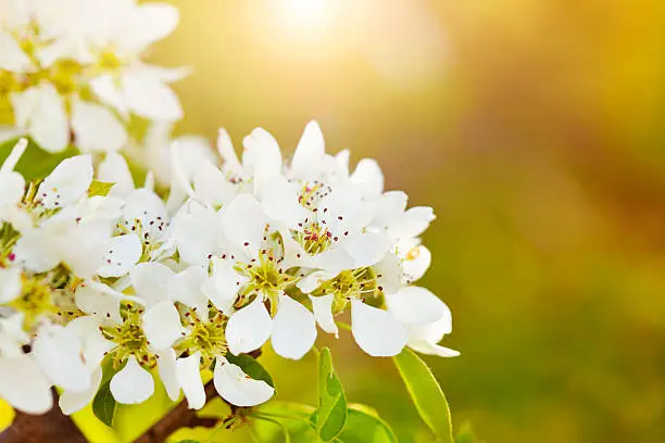 Flowers blossomed. Spring flowers background. It is an apple.