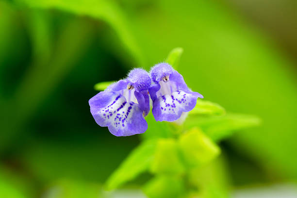 Scutellaria galericulata, Labiatae, Europe 