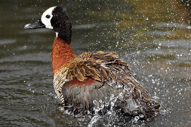 istock White faced whistling duck drying its plumage 514564582