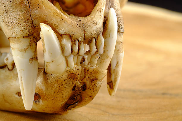 istock asian goldden cat  or Temminck's cat skull and canine 514564602