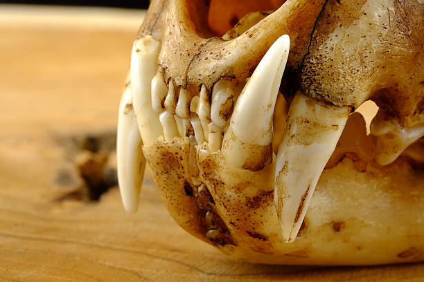 istock asian goldden cat  or Temminck's cat skull and canine 514564780