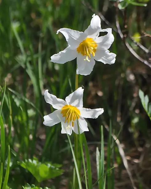 Avalanche lilies in Mt. Rainier National Park.