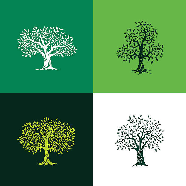 illustrazioni stock, clip art, cartoni animati e icone di tendenza di e alberi di quercia verde oliva - acorn oak oak tree leaf