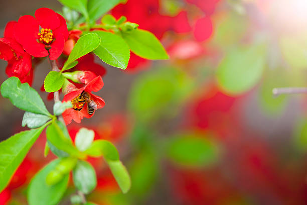 Honeybee collecting pollen from beautiful flower outdoors, closeup