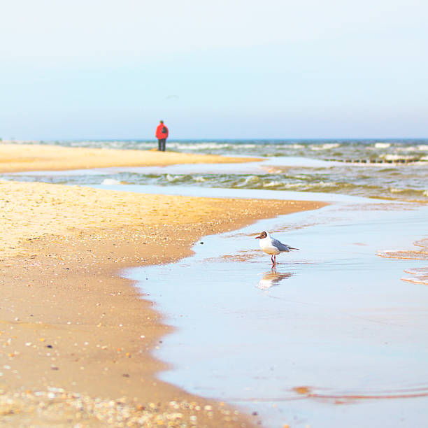 human footprint in sand with sea background