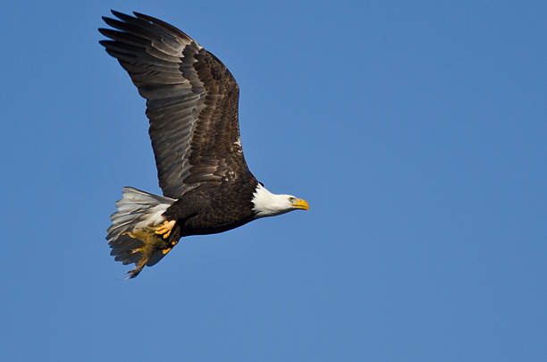 Calvo Eagle in volo nel cielo blu;  mezzo mangiato Scoiattolo - foto stock
