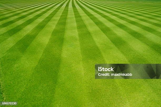 Perfectly Striped Freshly Mowed Garden Lawn Stock Photo - Download Image Now - Lawn, Grass, Mowing