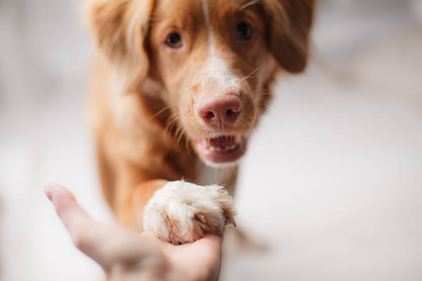 istock Nova Scotia Duck Tolling Retriever 514571516