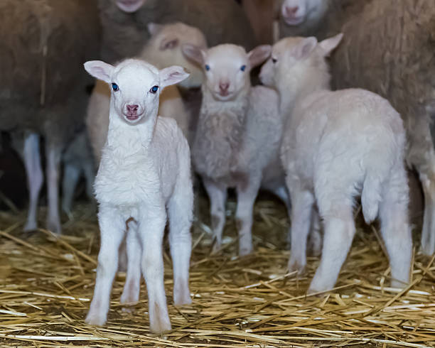 istock Sheep and lambs in the stall. Ukraine. March 7, 2016. 514571886