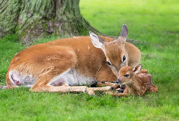 White-tailed doe cleans off her newborn fawn. Placenta emerging from doe. Springtime in Wisconsin.