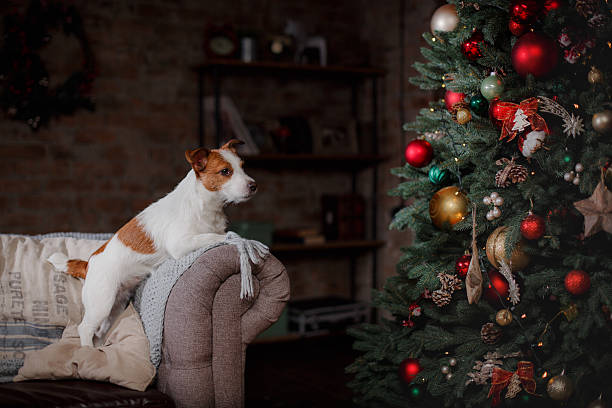 istock Dog Jack Russell Terrier holiday 514572040