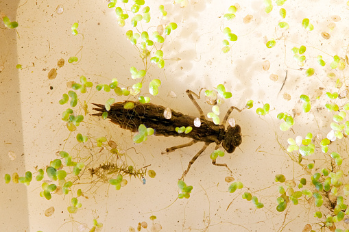 dragonfly larva insect in water closeup top view
