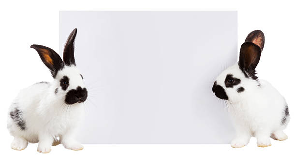 White rabbits stock photo