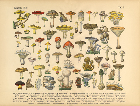 Very Rare, Beautifully Illustrated Antique Engraved Victorian Botanical Illustration of Poisonous Mushrooms: Plate 9, from The Book of Practical Botany in Word and Image (Lehrbuch der praktischen Pflanzenkunde in Wort und Bild), Published in 1886. Copyright has expired on this artwork. Digitally restored.