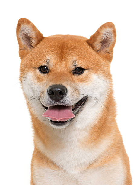 istock young shiba inu 514575164