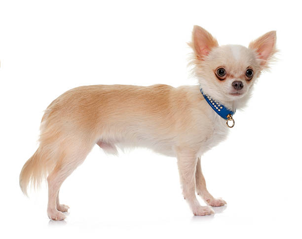 istock young longhair chihuahua 514576790