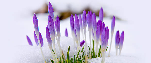 violet açafrões na neve. - single flower flower crocus spring - fotografias e filmes do acervo