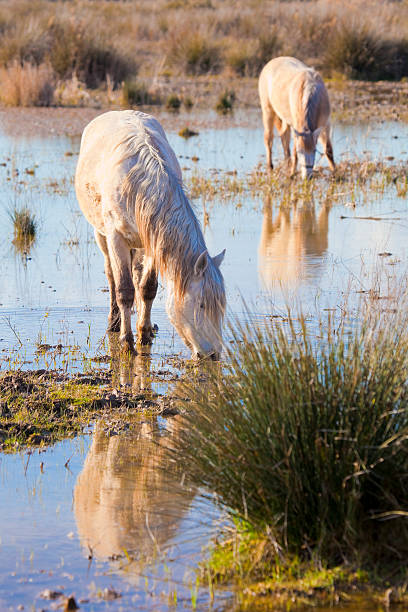 White horses in wetland, eating in calm.