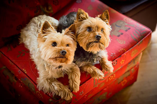 Two Yorkshire puppy dogs look up in full attention on a red ottoman in a living room setting 