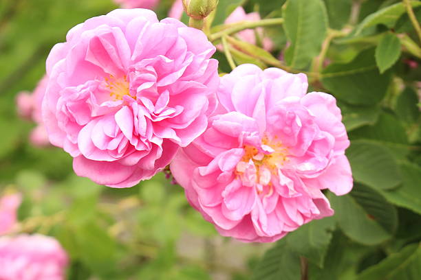 rosa di damasco-rosa damascena x - north tirol immagine foto e immagini stock