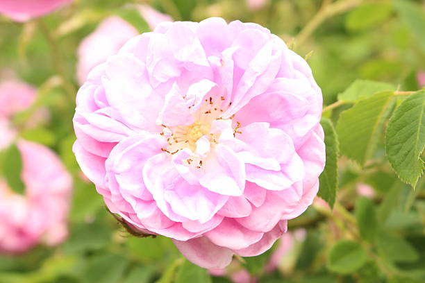 istock Damask Rose - Rosa x Damascena 514578106