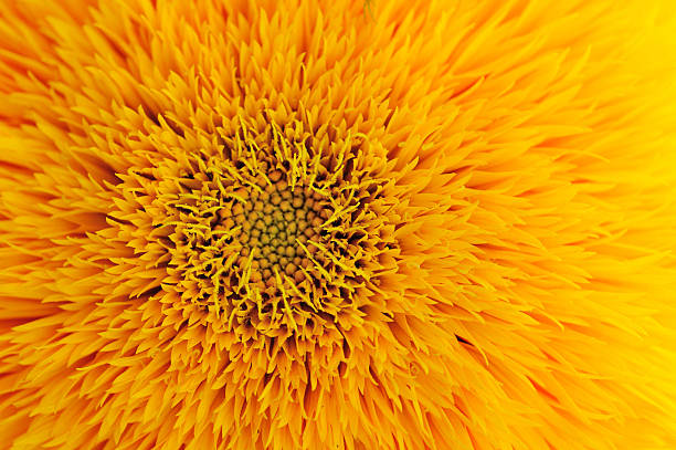 istock Macro of decorative sunflower 514578850