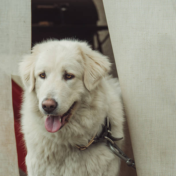 istock Rare white Sharplaninatz guard dog portrait 514580776