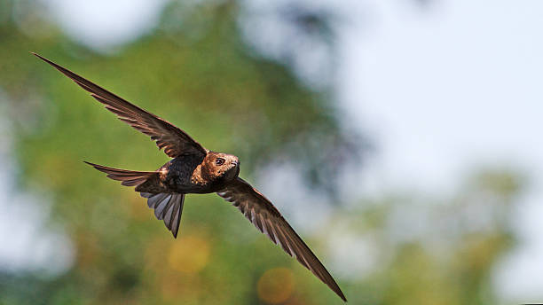 Apus flying against the backdrop of a wonderful background