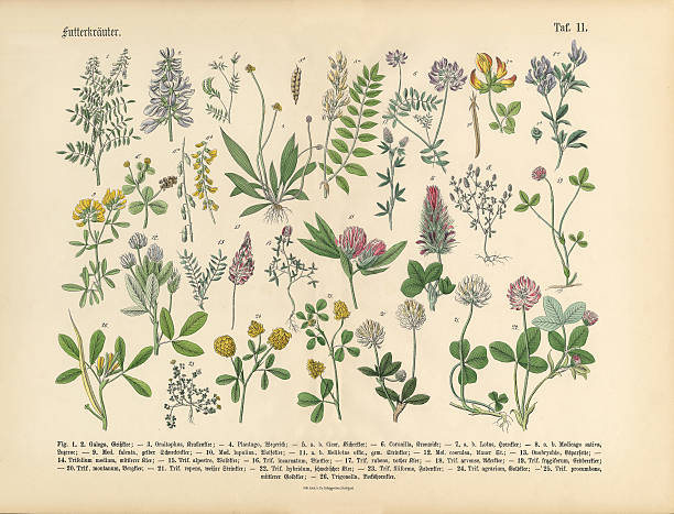 byliny anb spice, viktoriánská botanická ilustrace - lékařství stock ilustrace