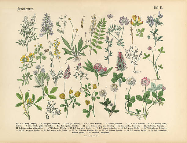 허브 anb 양념통, 빅토이라 식물학 일러스트 - white background plant flower herb stock illustrations