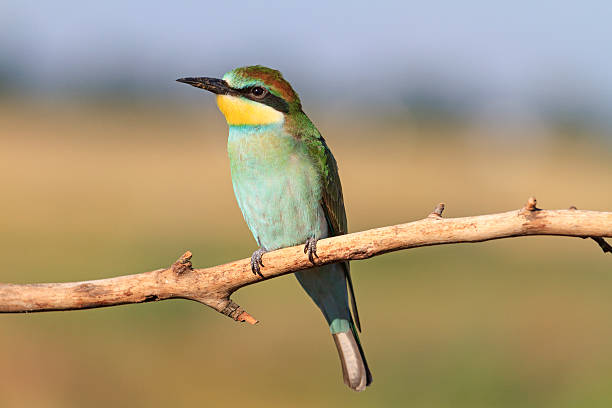 istock colorful bird with green feathers 514582540