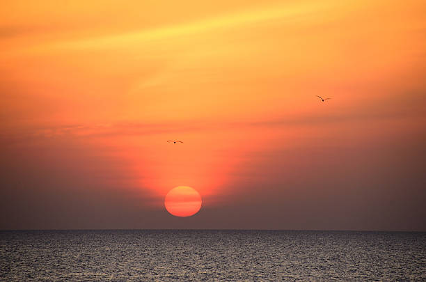 istock colorful sunrise and two birds on Sea in Egypt 514582930