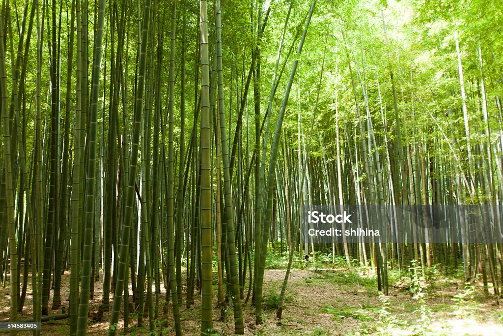 Path of bamboo forest Asia Stock Photo