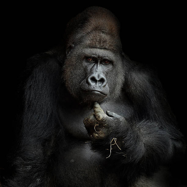 IMHO .... portrait of a silverback, looking frontal into the camera, with his forefingertip on his chin imho stock pictures, royalty-free photos & images