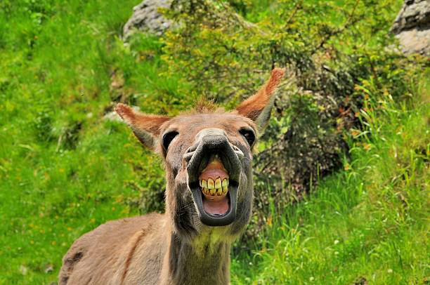 istock Big smile of donkey 514584171