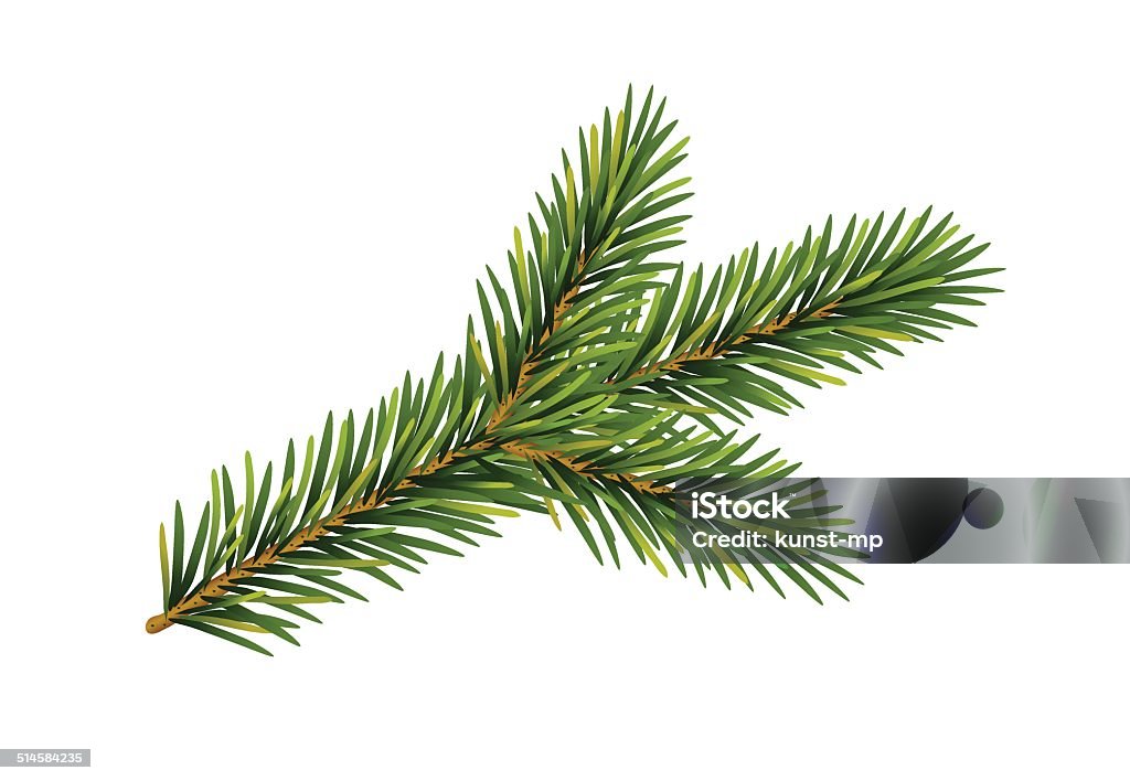 Fir tree branch, Vector isolated on a white background Advent stock vector