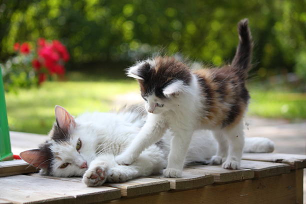 istock Adorable kitten resting with his mother 514585385