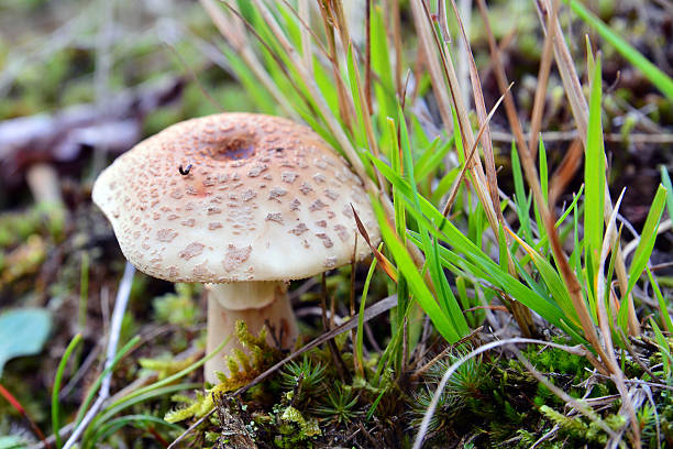 amanita rubescens amanita rubescens mushroom in the grass amanita rubescens stock pictures, royalty-free photos & images