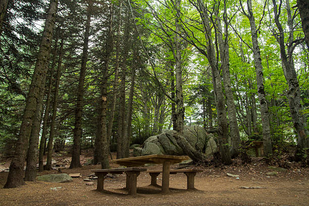 istock Wooden picnic table in forest. 514586939