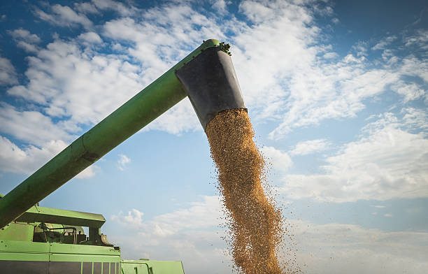 istock Harvesting of soybean 514587147
