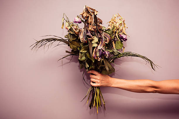 mano con cadáveres de flores - withered flower fotografías e imágenes de stock