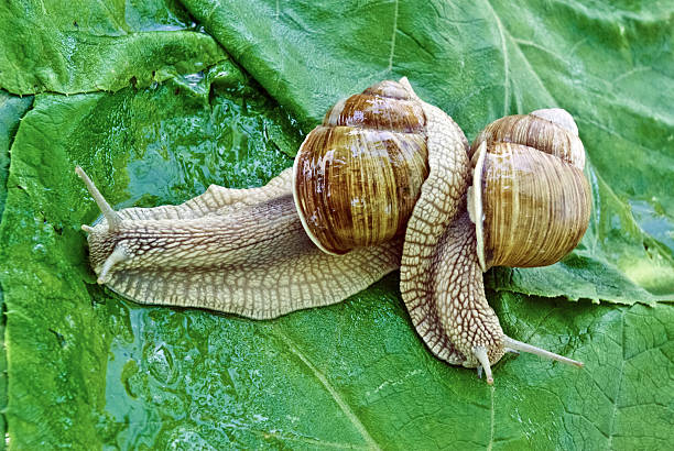 istock Mating game snails on the background of green leaves. 514588217