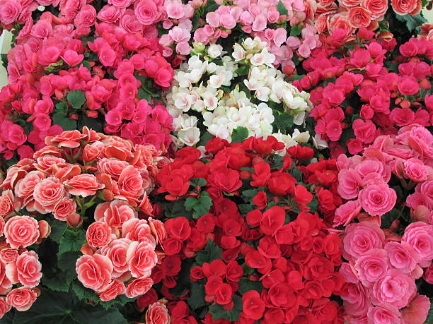 istock Different varieties of begonia 514588323