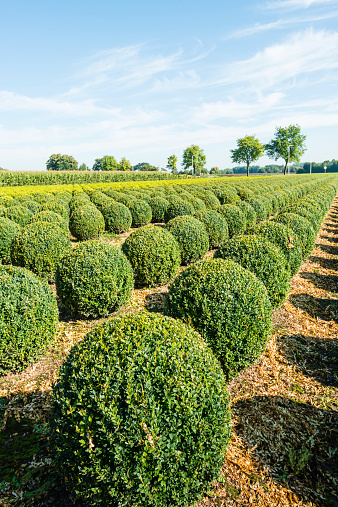 Nursery with many globular Buxus shrubs in rows on a sunny day in the summer season.