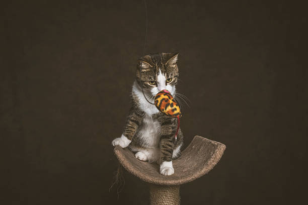 istock Alert playful young tabby cat with white chest. 514610593