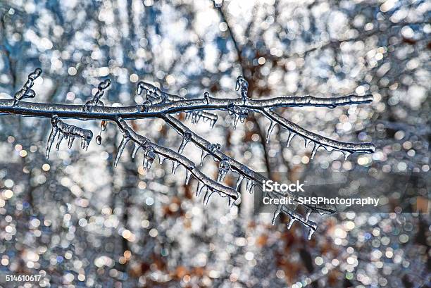 Sparkling Ice Covered Branches Stock Photo - Download Image Now - Agricultural Field, Backgrounds, Beauty