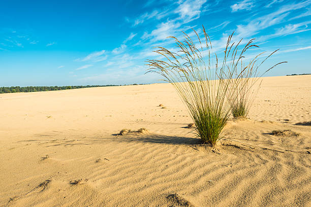 istock Purple Moor Grass in a sandy area 514610681