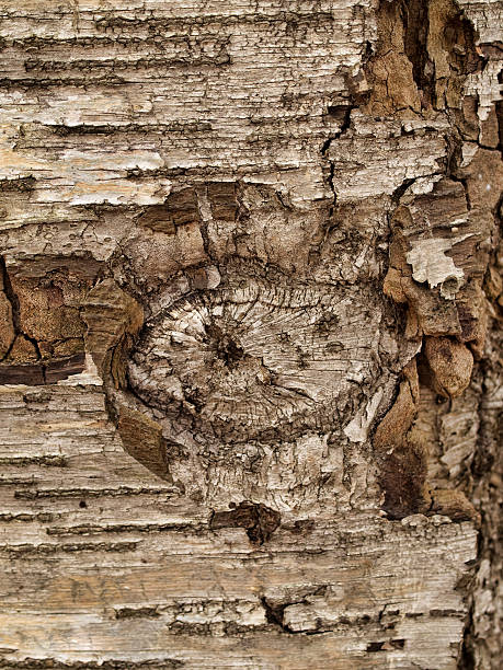 écorce d'arbre noueux - bark elm tree oak tree wood photos et images de collection